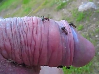 Freakish koleś szturcha jego niewielki kurek do mrówek wzgórzu i cieszy hasten